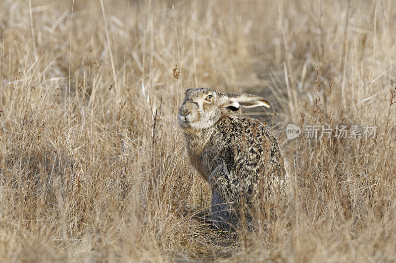 野兔(欧洲Lepus europaeus)